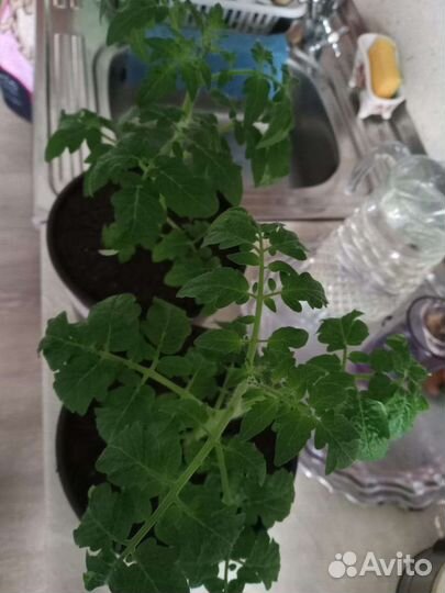 Рассада помидор для балкона и дачи