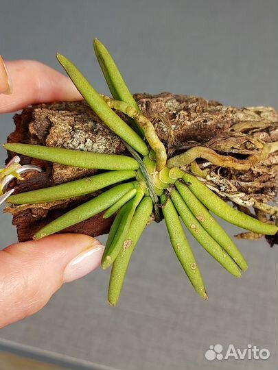 Pteroceras semiteretifolium