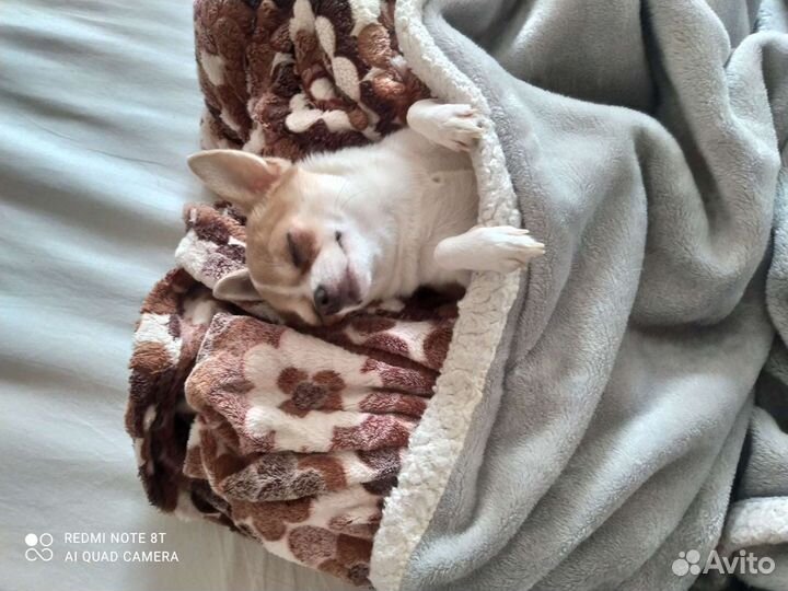 Гостиница для животных