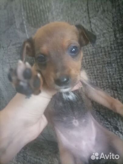 Щенки цвергпинчера