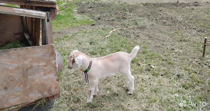 Англо нубийские козлята