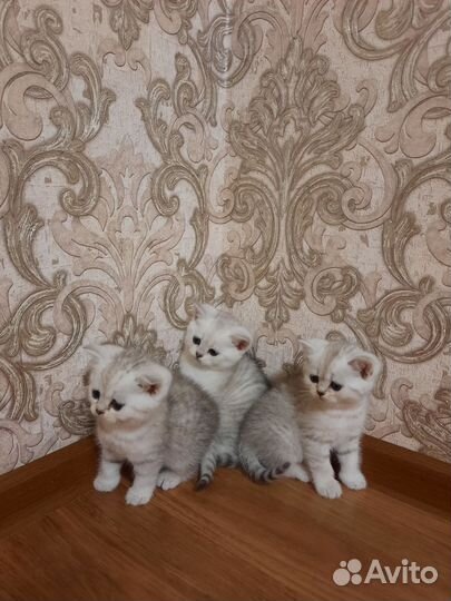 Шотландская