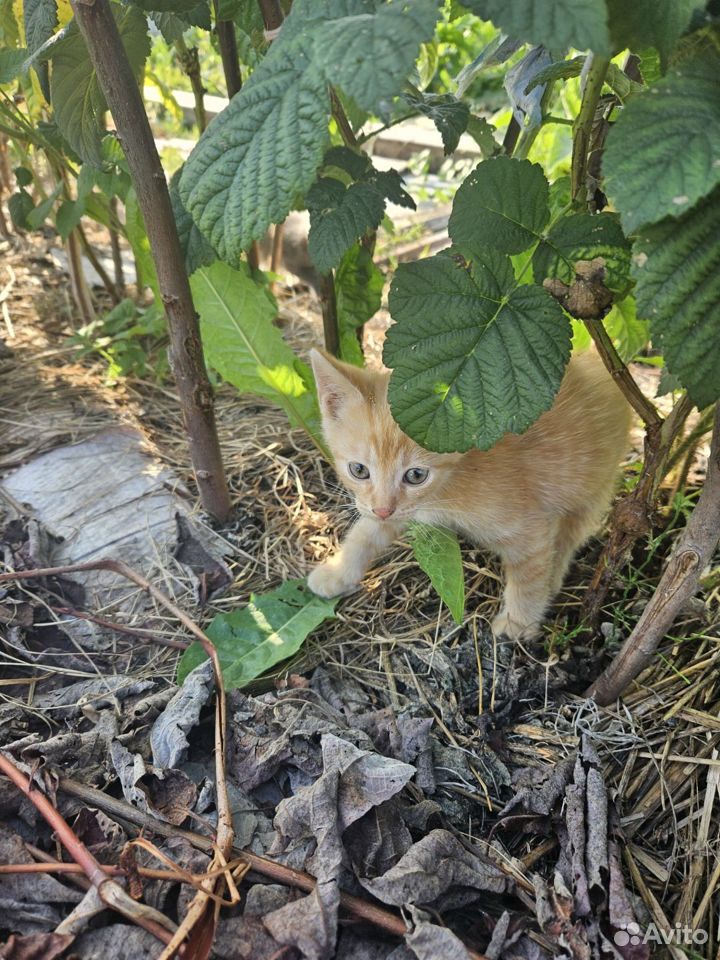 Котята в добрые руки