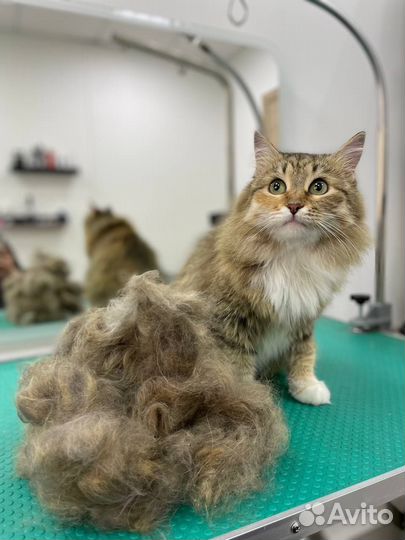 Стрижка собак и котов