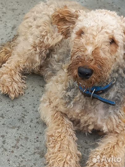 Эрдельтерьер