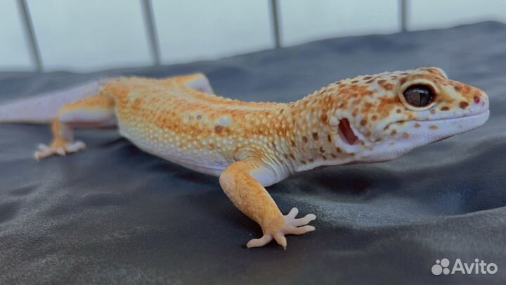 Ящерица эублефар самец и самки