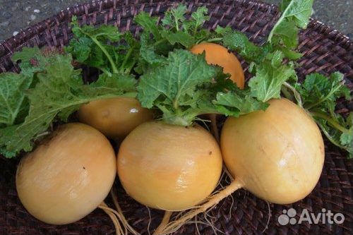 Семена репы