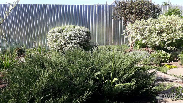 Туя Тедди, цветы и кусты