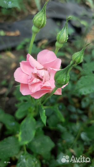 Мини розы, Пипи (pipi), Колибри, для патио