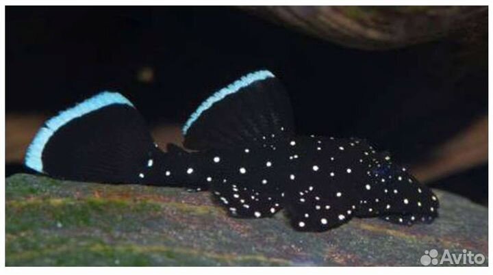 Анциструс 181 сом Аквариумные рыбки