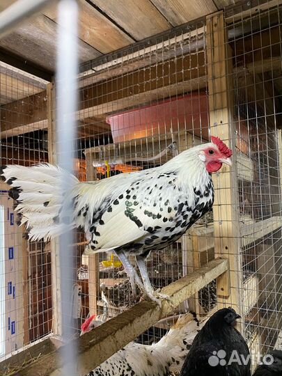 Яйцо гамбургских кур