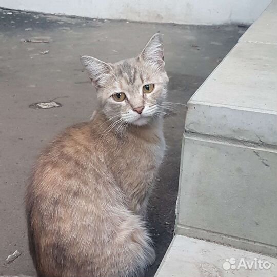 Кошка