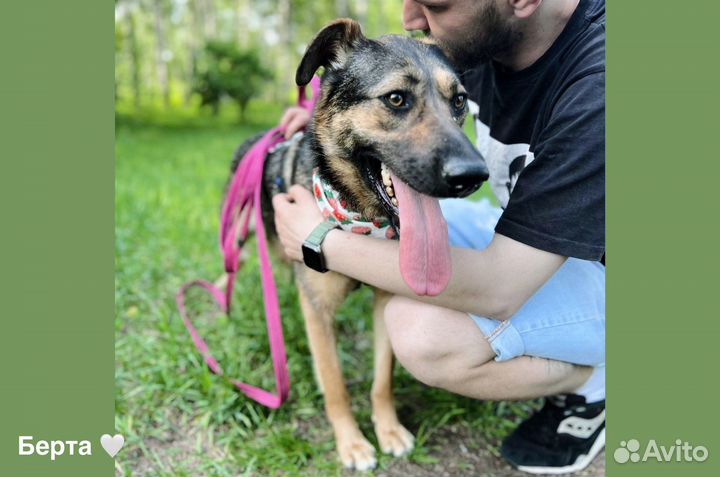 Берта 1,5 года