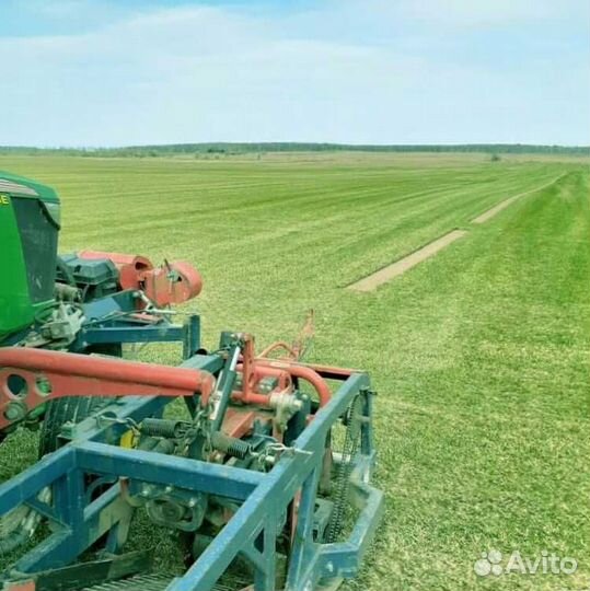 Рулонный газон, посевной газон