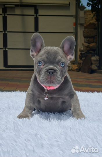 Французский бульдог щенки лиловый