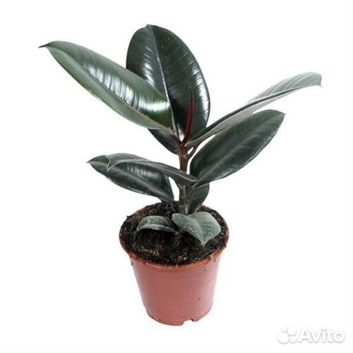 Комнатное растение 