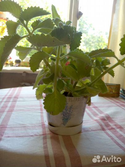 Комнатная мята, лимонник