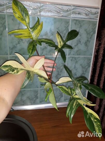 Филодендрон 9 сортов