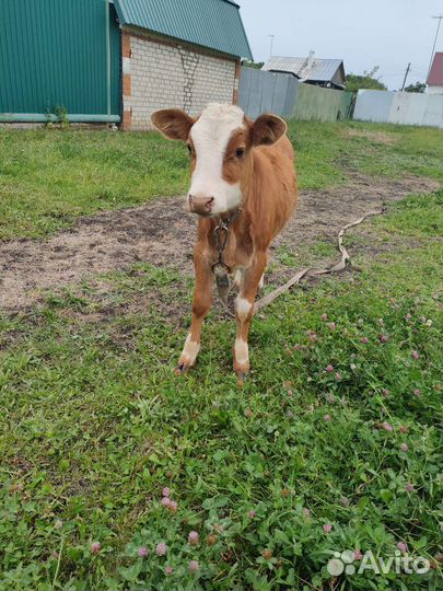 Телочка 5 месяцев