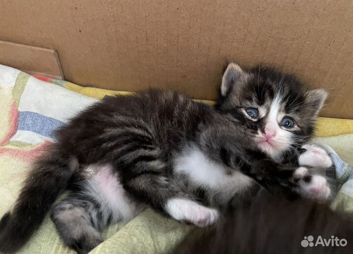 Пушистые котята в добрые руки
