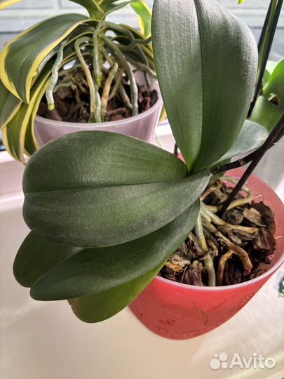 Орхидея фаленопсис black angel