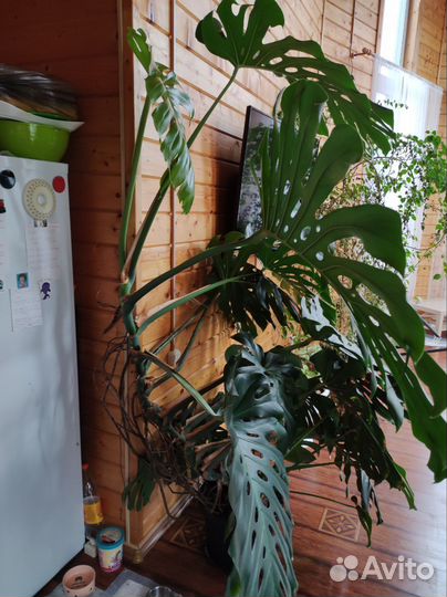 Комнатные цветы монстера