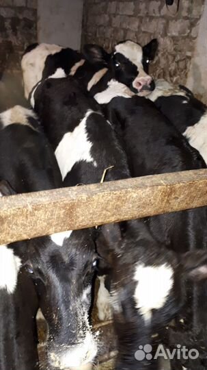 Бычки. Большое нагаткино