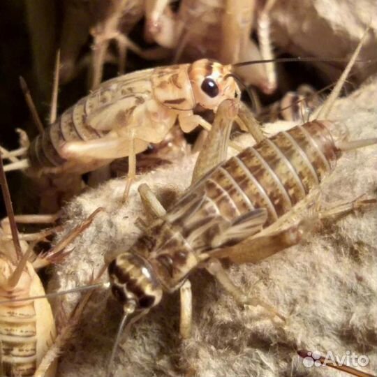 Сверчки домовые