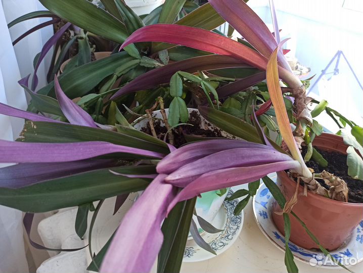 Традесканция