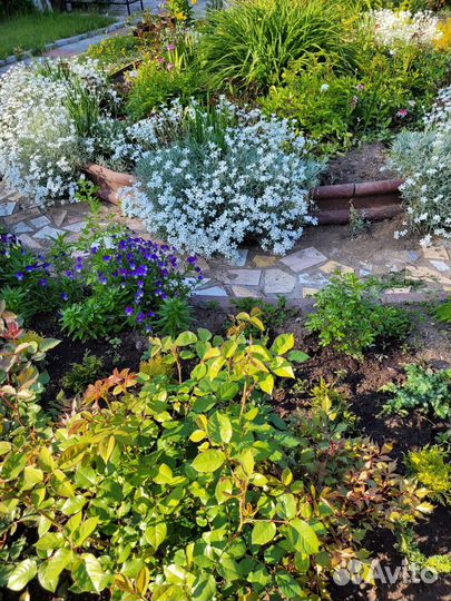 Гортензия древовидная