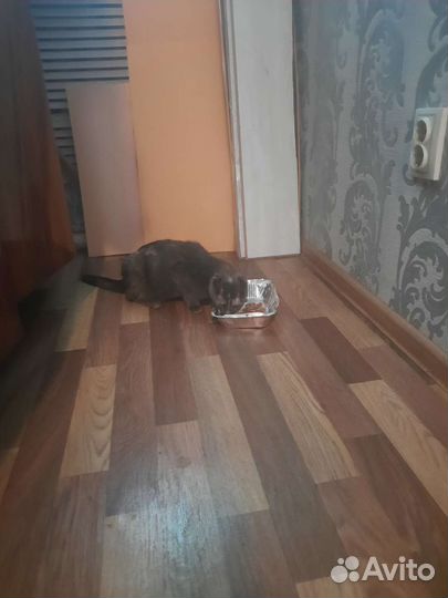 Найдена кошка