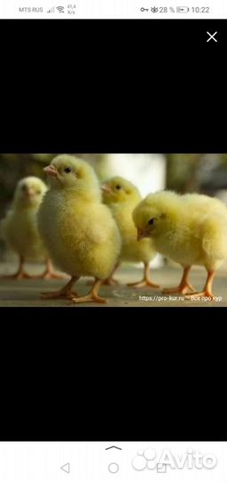 Цыпленок