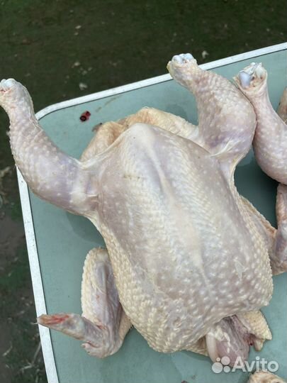 Цыплята бройлера