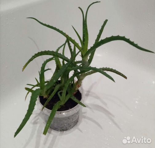 Алоэ лечебный