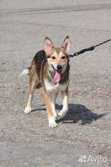 Щенок мальчик