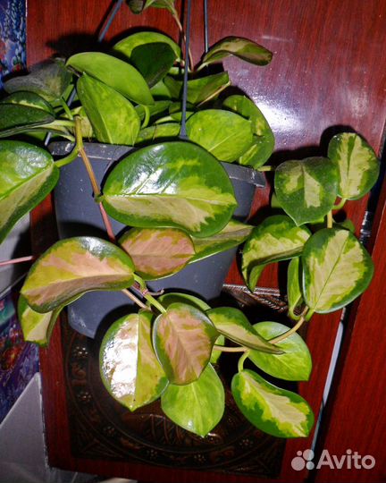 Хойи, дисхидии и др