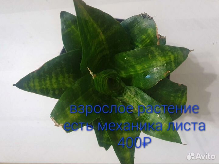 Сансевиерия ханни крео, сиберт