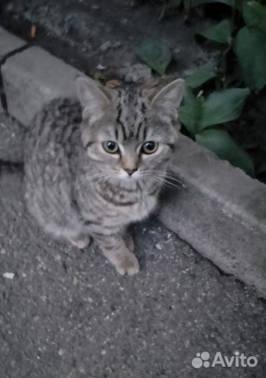 Котенок подросток девочка