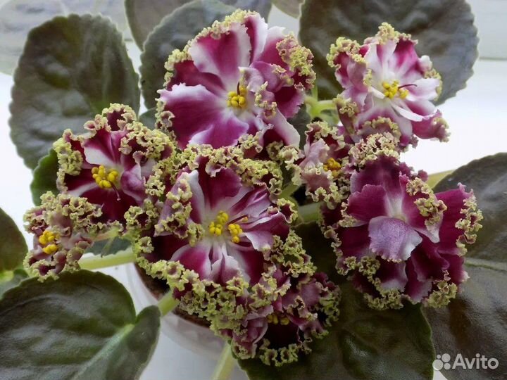 Сортовые фиалки