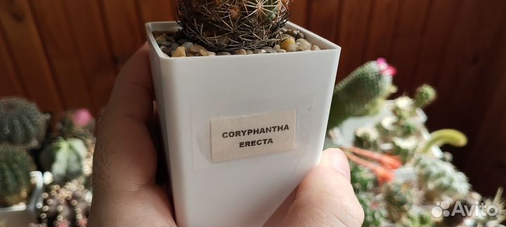 Кактус Coryphantha Erecta