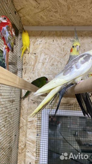 Попугай с доставкой