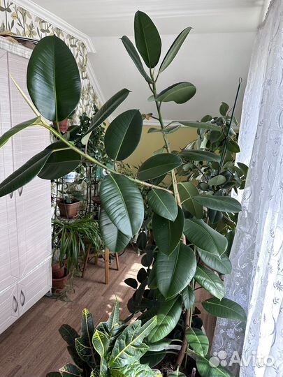 Фикус эластика Робуста