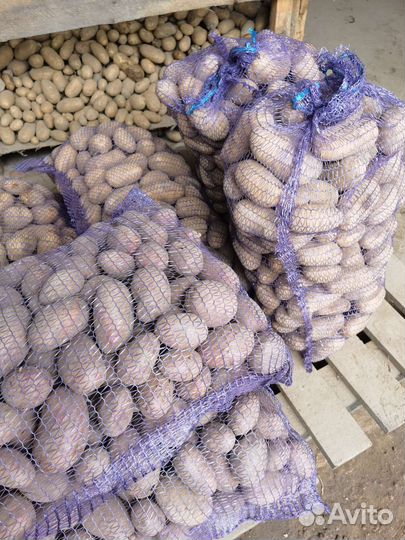 Картофель новый урожай