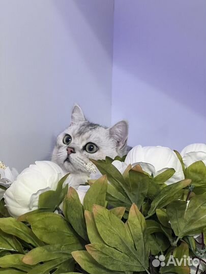 Отдам кота в добрые руки