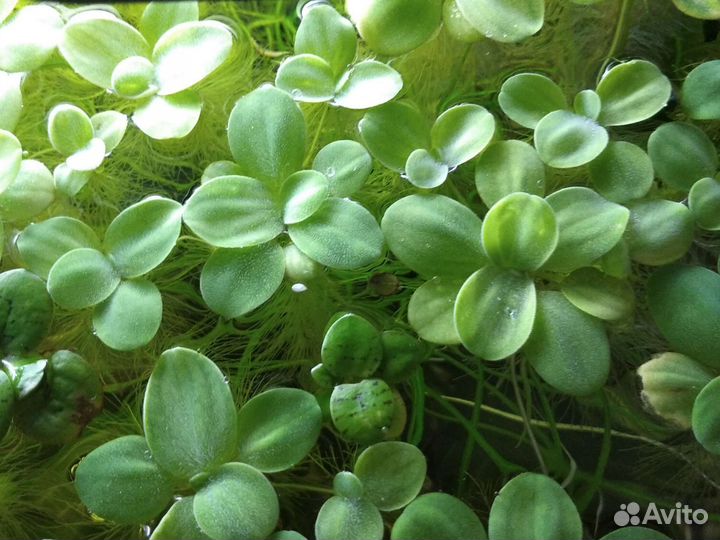 Аквариумные растения роголистник