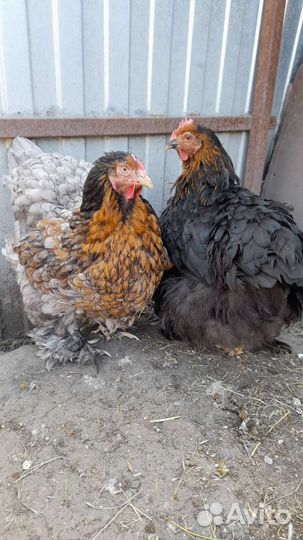 Инкубационное яйцо кур несушек