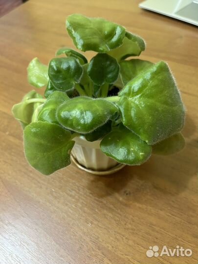 Комнатные растения фиалка