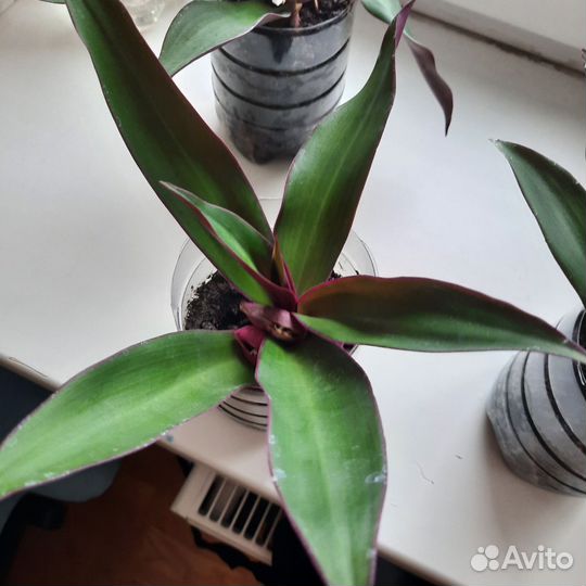 Традесканция рео