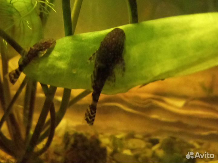 Аквариумные рыбки гуппи. Сомики, растения риччия