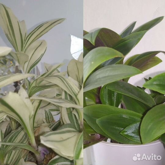 Растения для фитостены